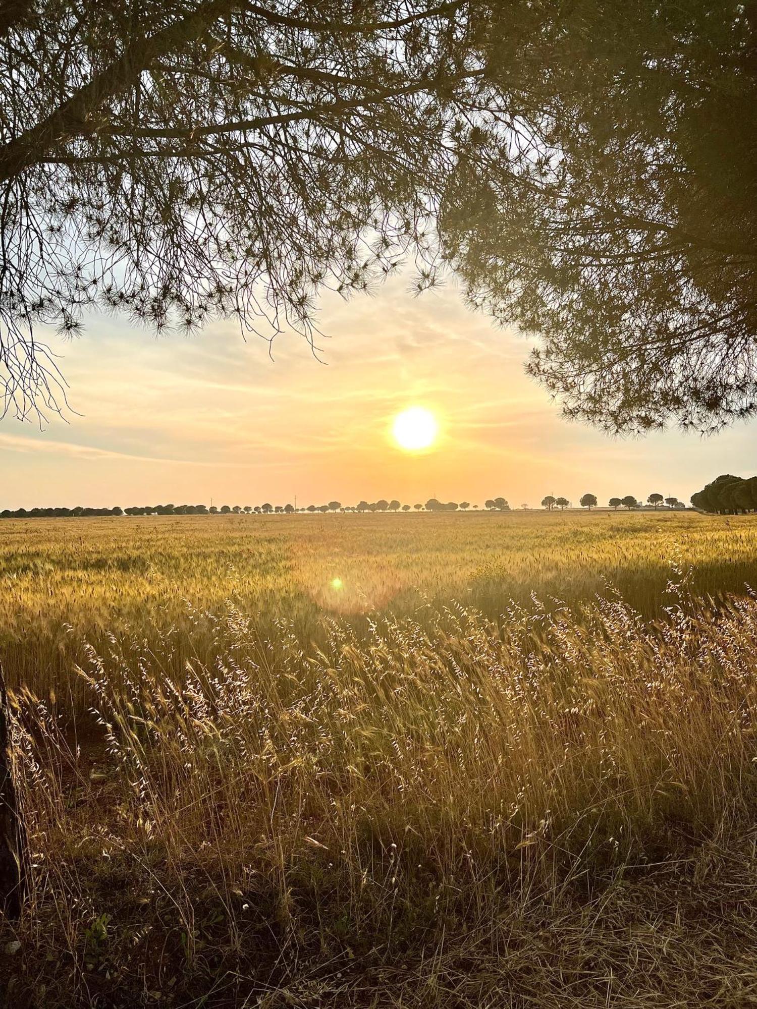Masseria Casina Montana Corigliano dʼOtranto Exteriér fotografie
